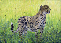 Cheetah african wildlife painting & giclee art prints