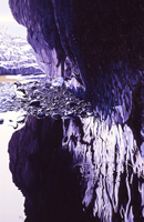 avocet bird painting & giclee art prints