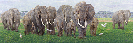 Echo Elephant and Family in Amboseli, Kenya