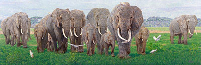 Echo Elephant Painting