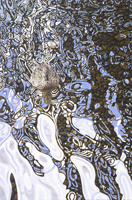 mallard duck painting