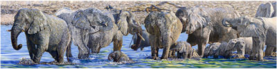 Elephant Herd Painting & Giclee Art Prints