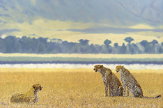 hot hazy days cheetah painting & giclee art prints