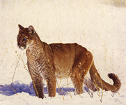 Cougar Mountain Lion wildlife painting & giclee art prints