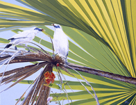 Jalak Bali Bird wildlife art painting & giclee art prints