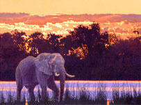 african Elephant fine Art Print