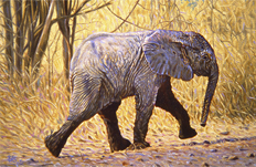 Young elephant painitng & giclee art prints