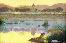 tiger wildlife art painting & giclee art prints