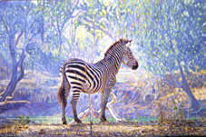 Zebra african wildlife painting & giclee art prints