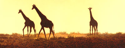 Giraffe Painting