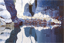 Ring Billed gull Bird Wildlife Art Painting & giclee art prints