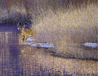 white tail deer painting