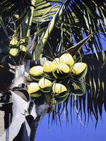 Red Bellied Woodpecker Wildlife Art painting & giclee art prints