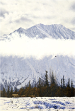 Grizzly Bear Mother and cubs Painting