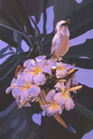 Balinese Bird Wildlife Art Painting from Indonesia & giclee art prints