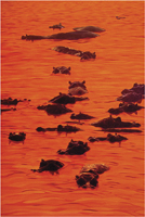 Hippos at pre-Sunrise african wildlife painting & giclee art prints