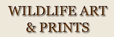 wildlife art and prints text logo